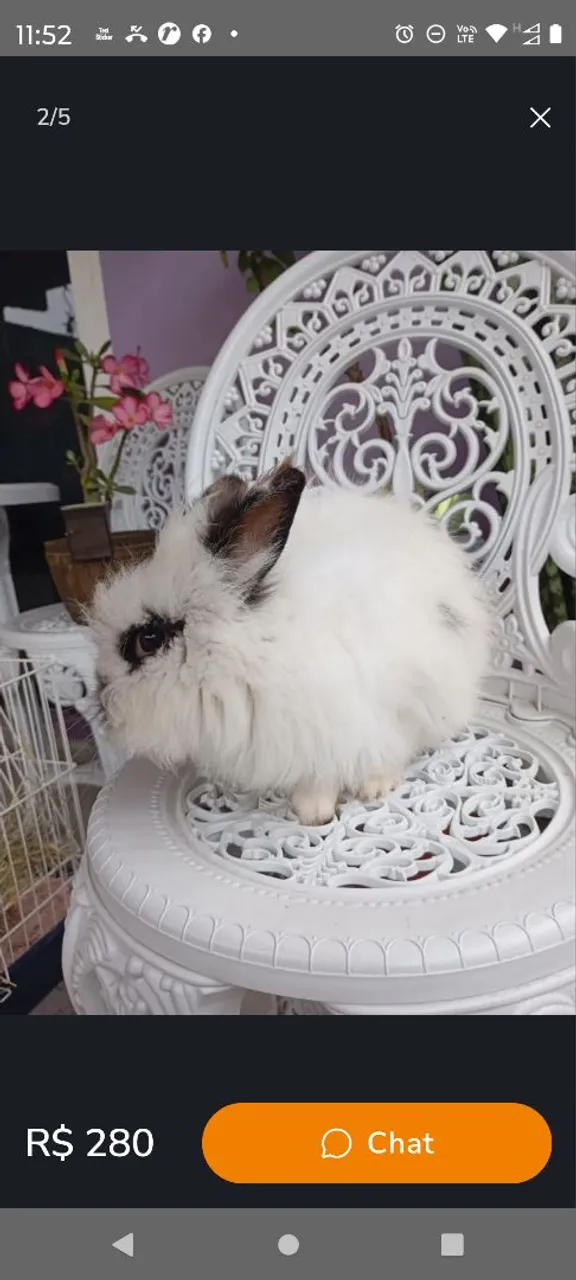 Coelhinho Angorá Fofo para Adoçar Seu Dia