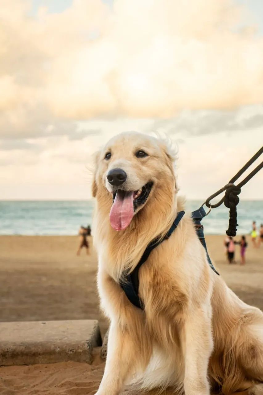 Golden Retriever procura namorada 
