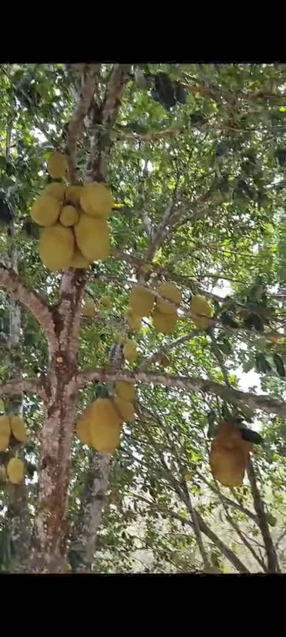 Sítio em Japoatã