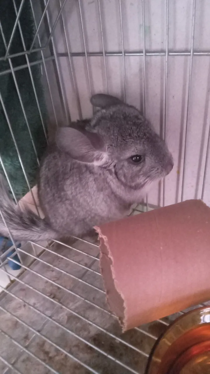 Chinchila cinza - Linda e dócil!