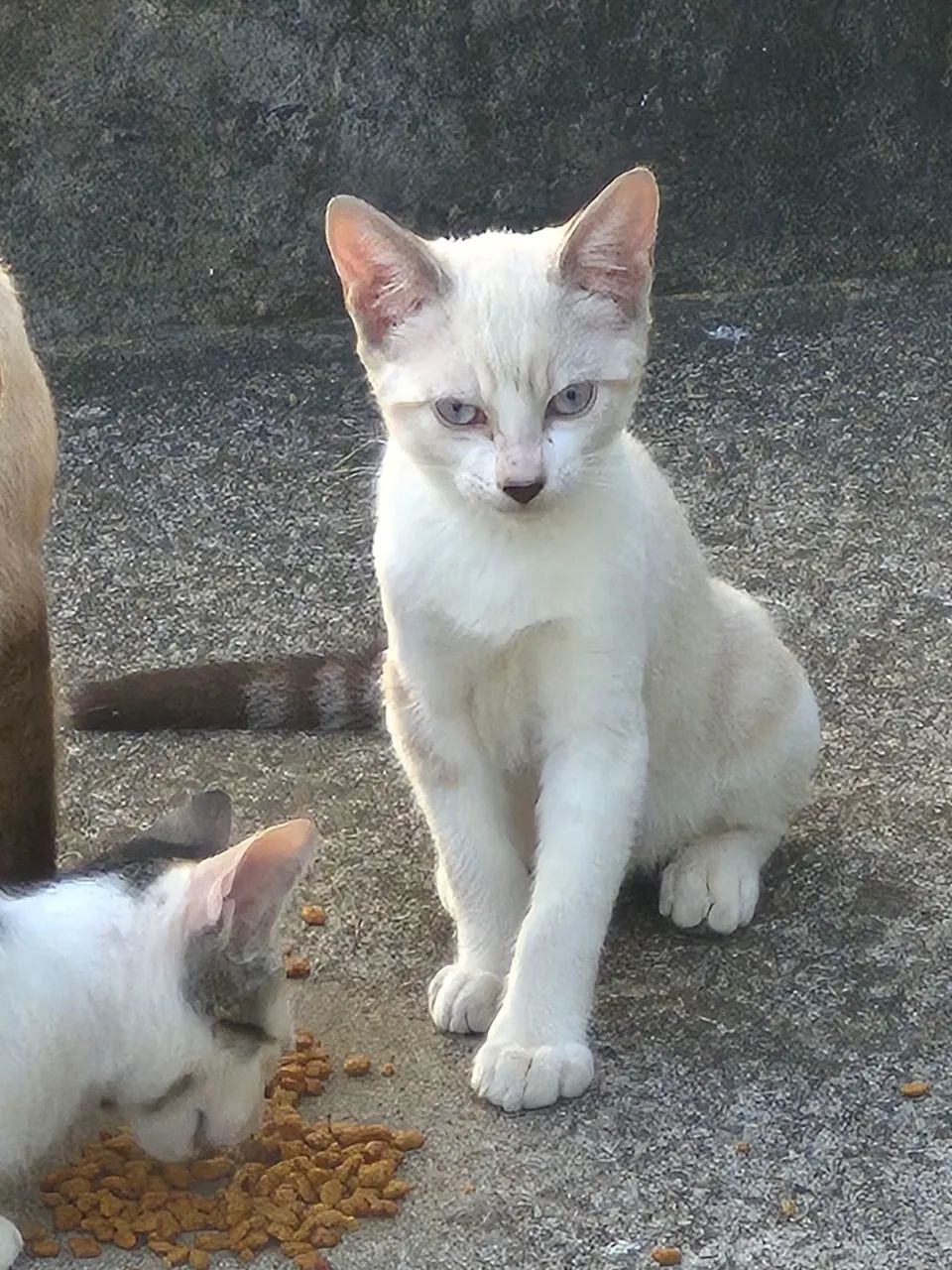 Gatos filhotes para doação  - Foto 4