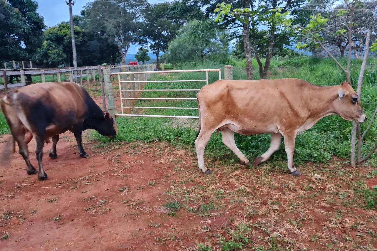 2 vacas Jersey e 1 touro/boi jersey - Foto 4