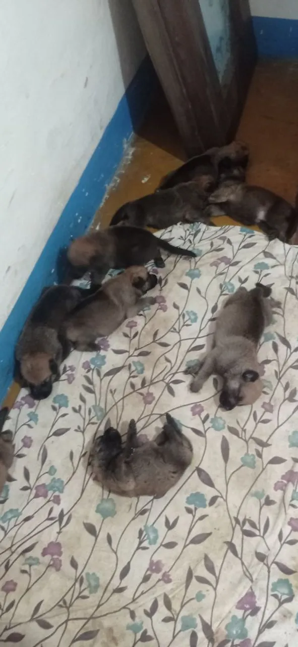 Vendendo filhotes cachorro
