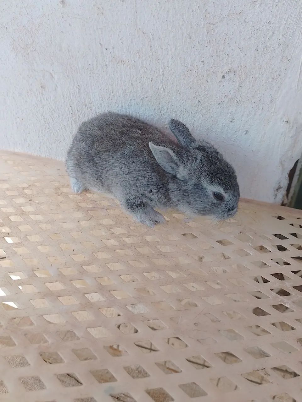 Coelhinho filhote  - Foto 5