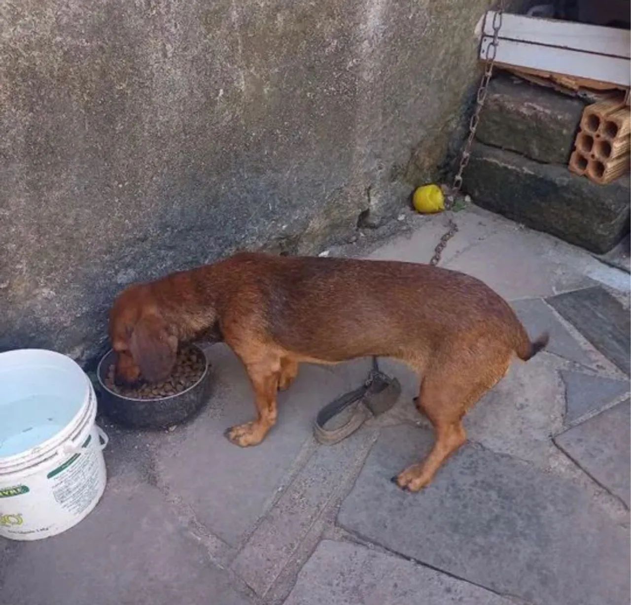 Mix salsicha  - Foto 2