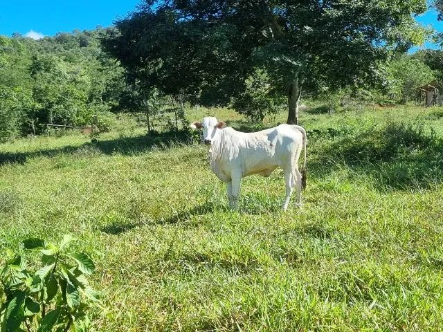 Novilhas Nelore de melhoramento genético 20 meses - Foto 5