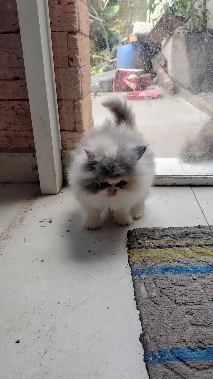 Gatinha Persa TRICOLOR fofissima 