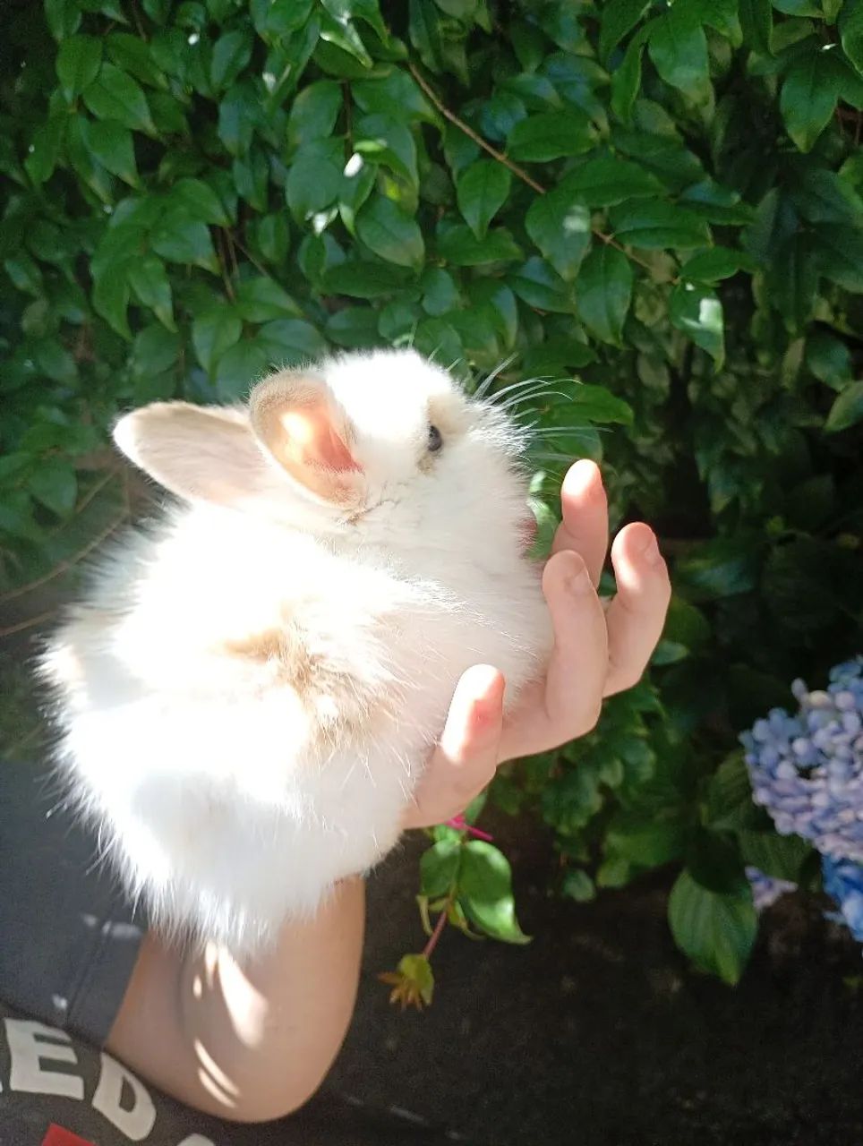 Filhotes de coelho mini lion machos - Foto 4