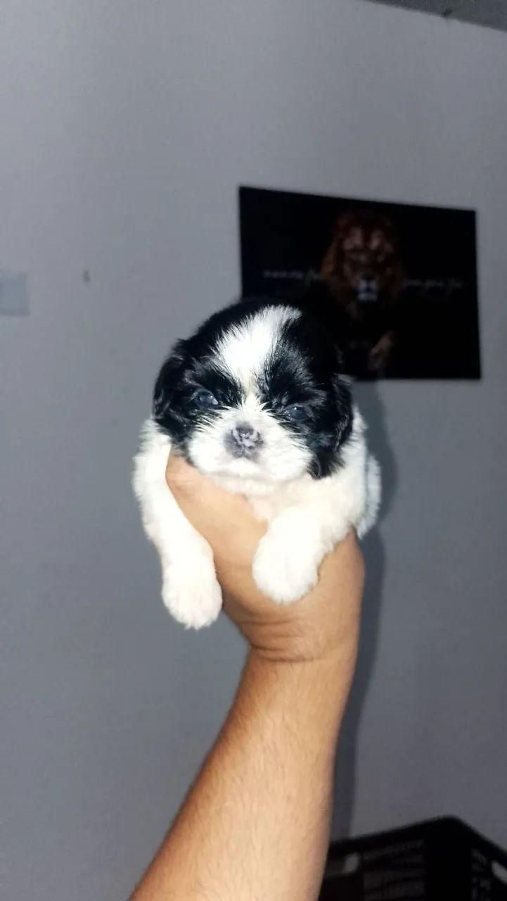 Shitzus machos e Fêmeas ?Micro"