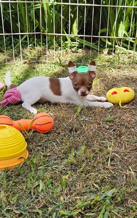 Chihuahua filhote - Foto 2