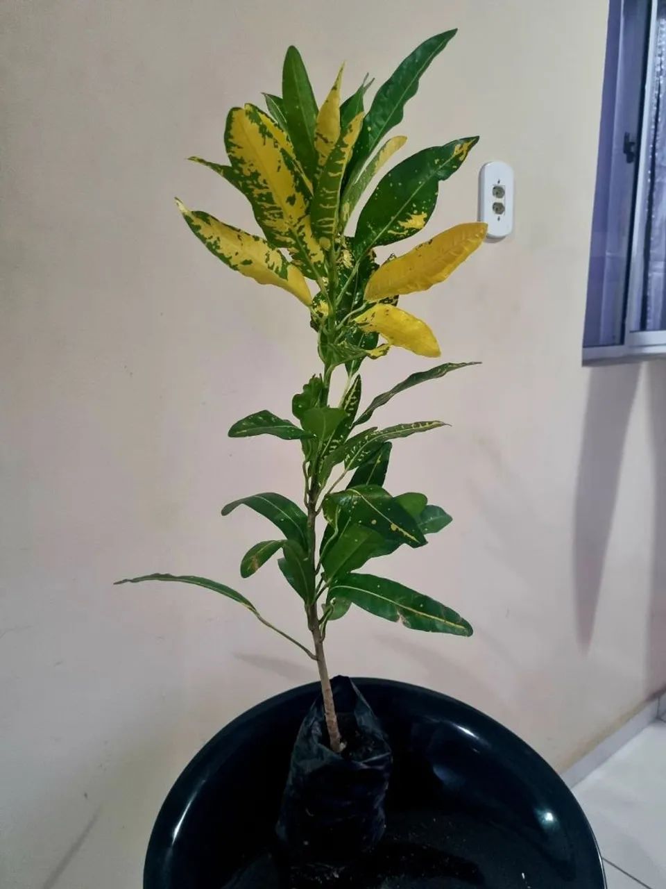 Planta Ornamental - Croton - Foto 4