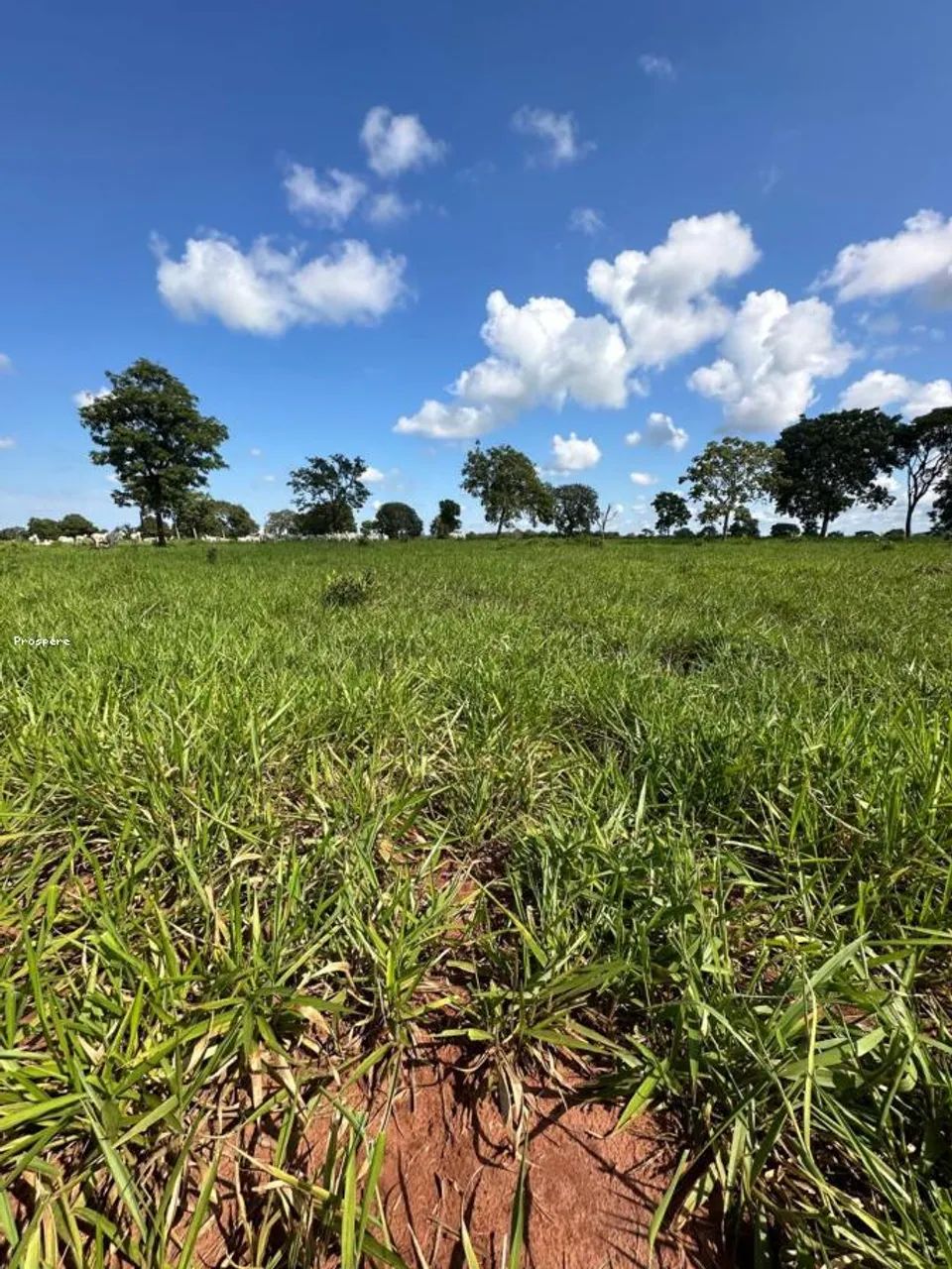 Fazenda para Venda em Camapuã, aeroporto - Foto 4