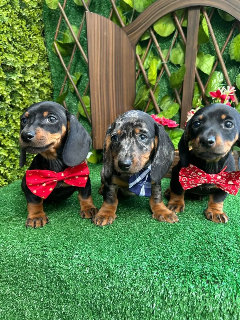 Filhote de Dachshund - padrão Kanichen somente macho