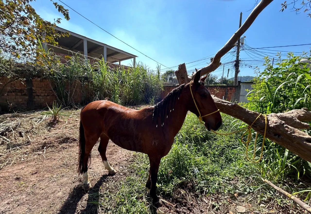 Cavalo mangalarga marchador 