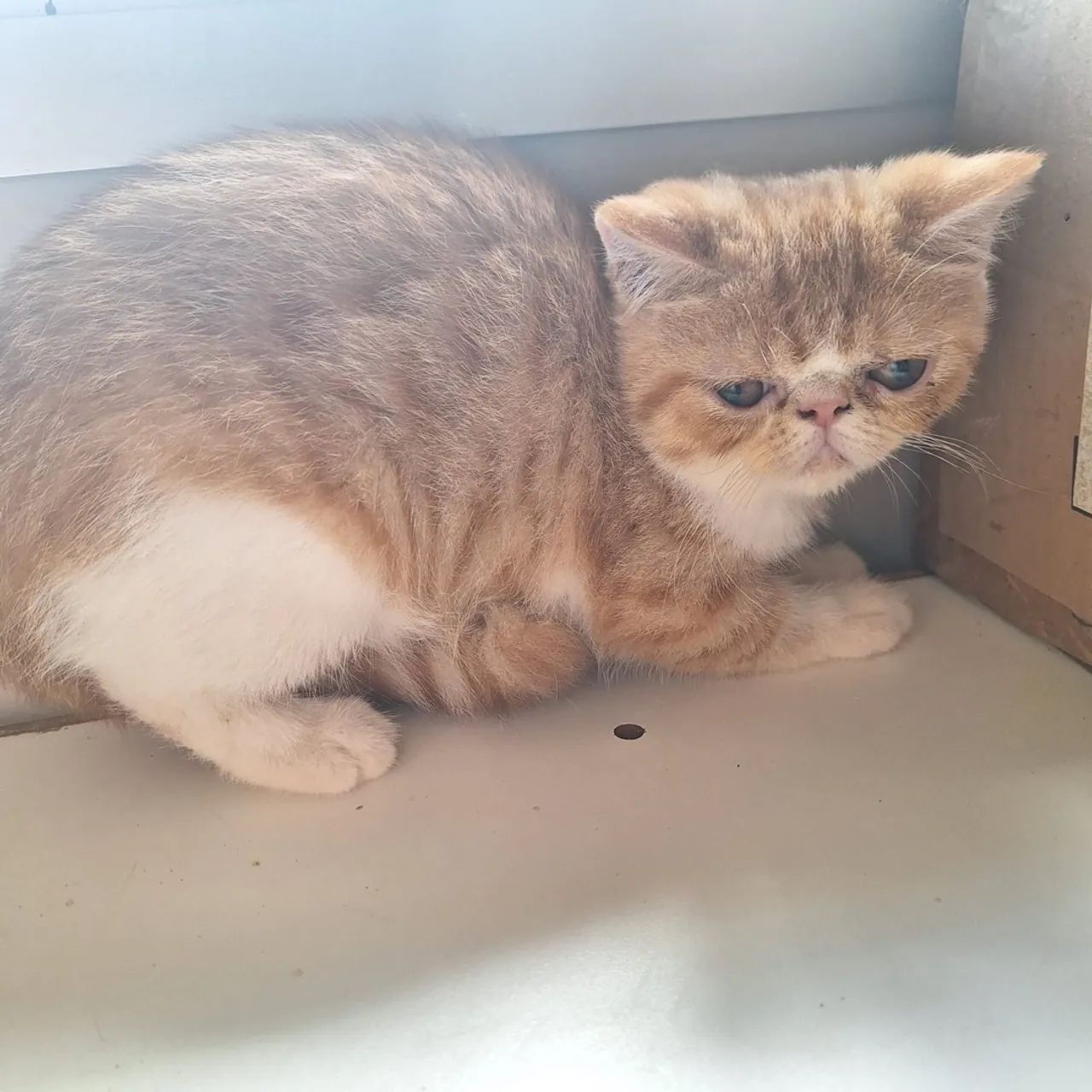 Gatinhos Persa pedigree  - Foto 5