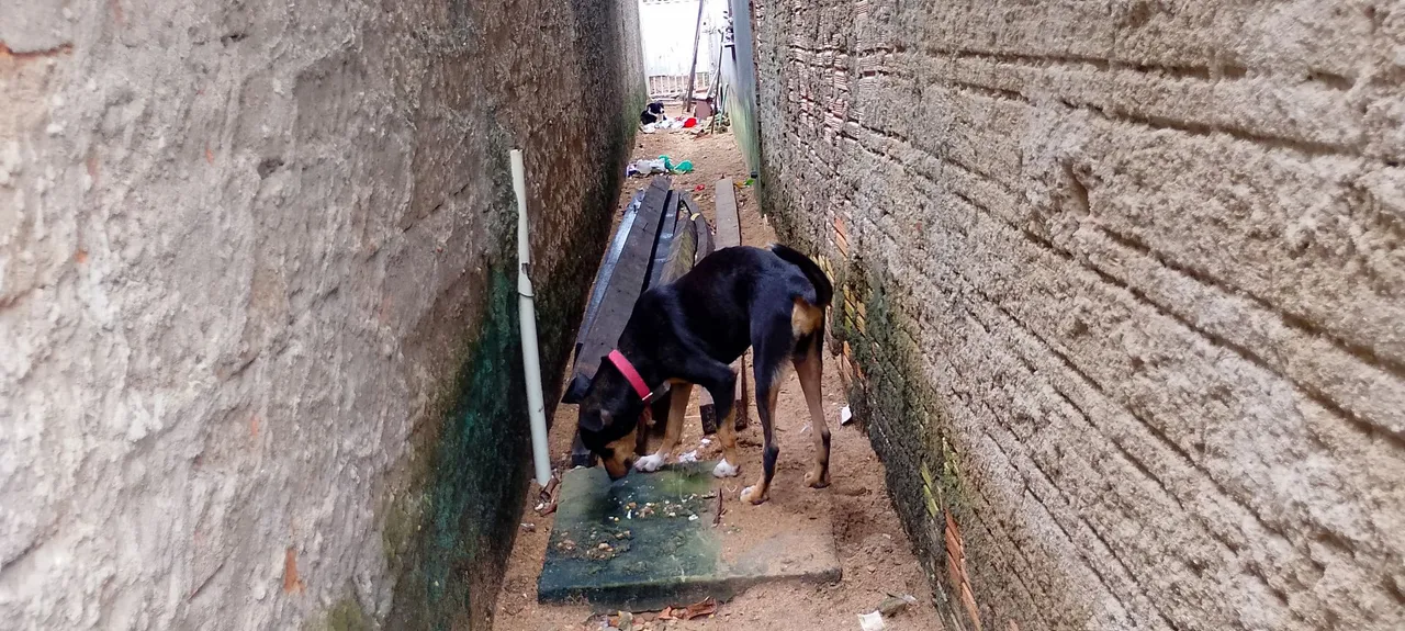 Cão de raça para doação