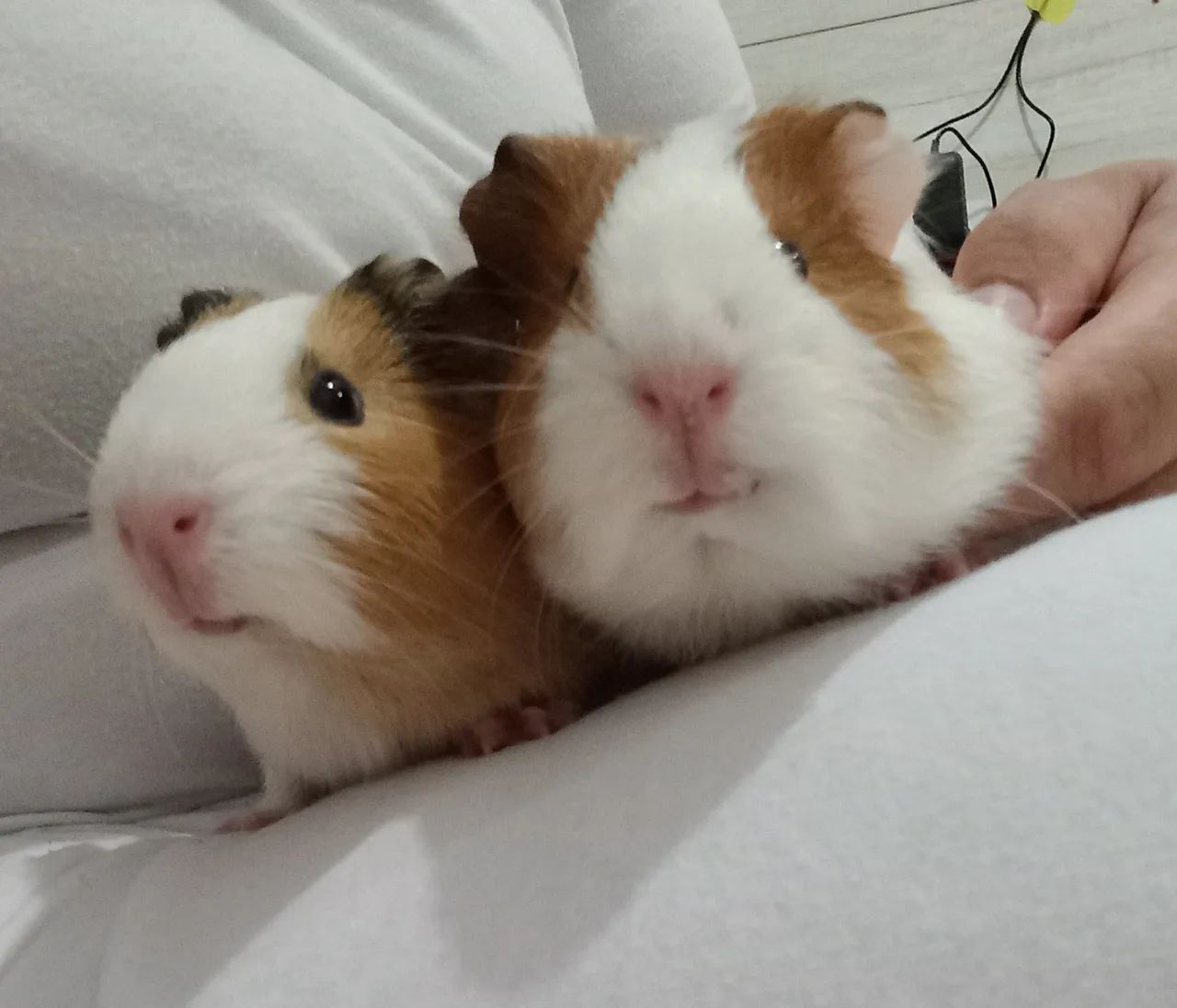 Porquinhos da Índia 