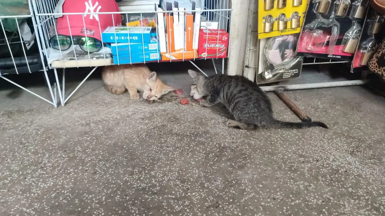 Gatinhos filhotes para adoção