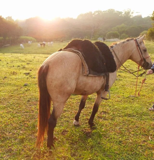 Garanhão Quarto de Milha 