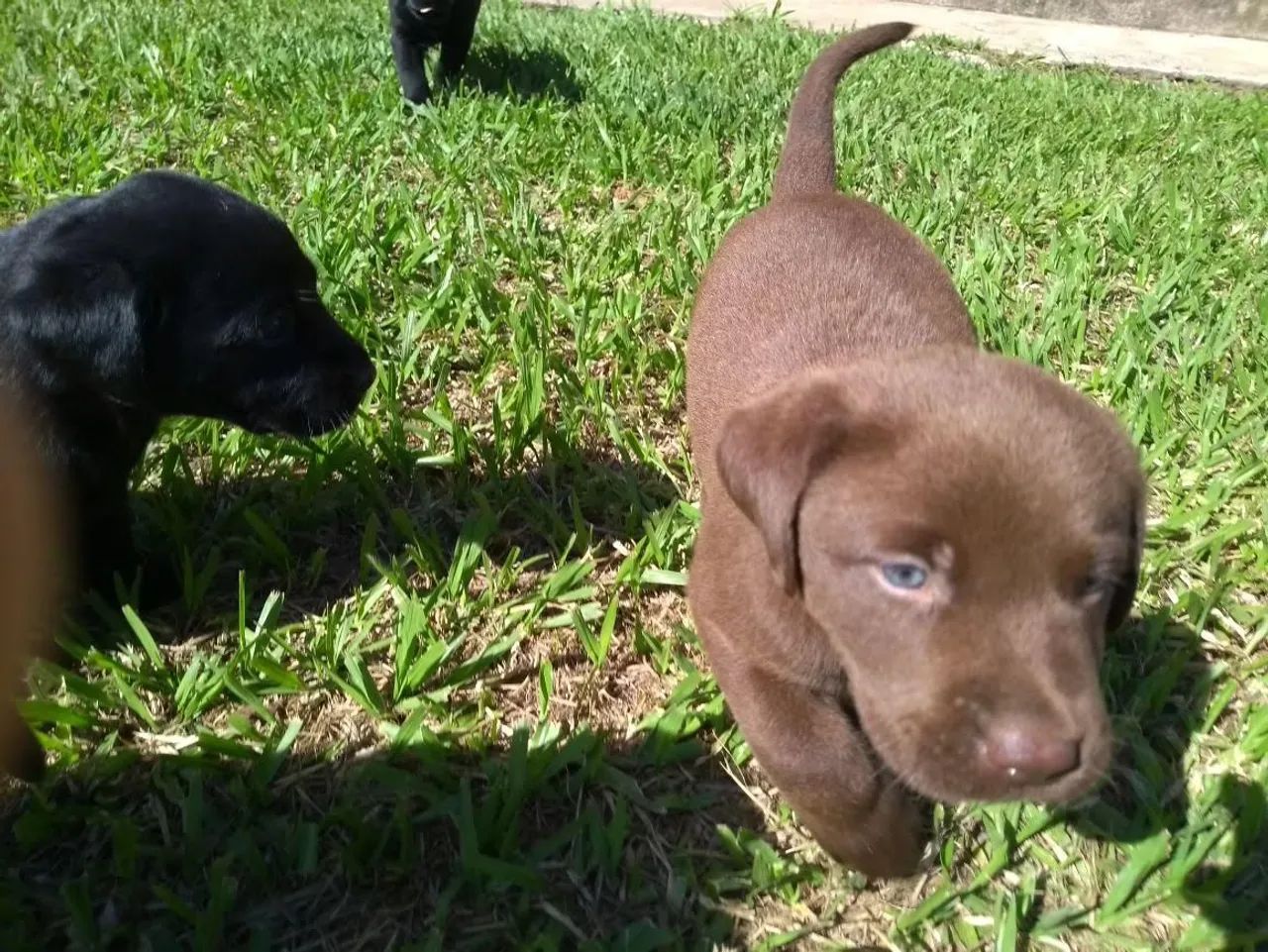 Labrador lindos