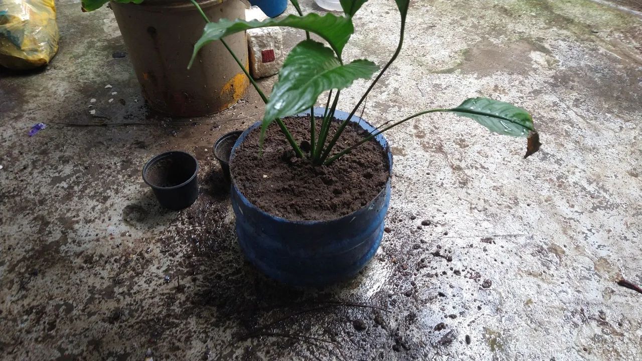 Muda de lírio da paz  - Foto 3