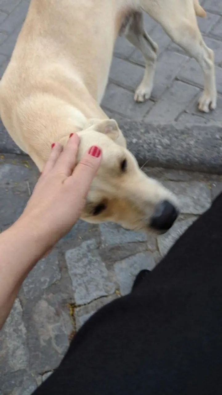 Cuido de pets