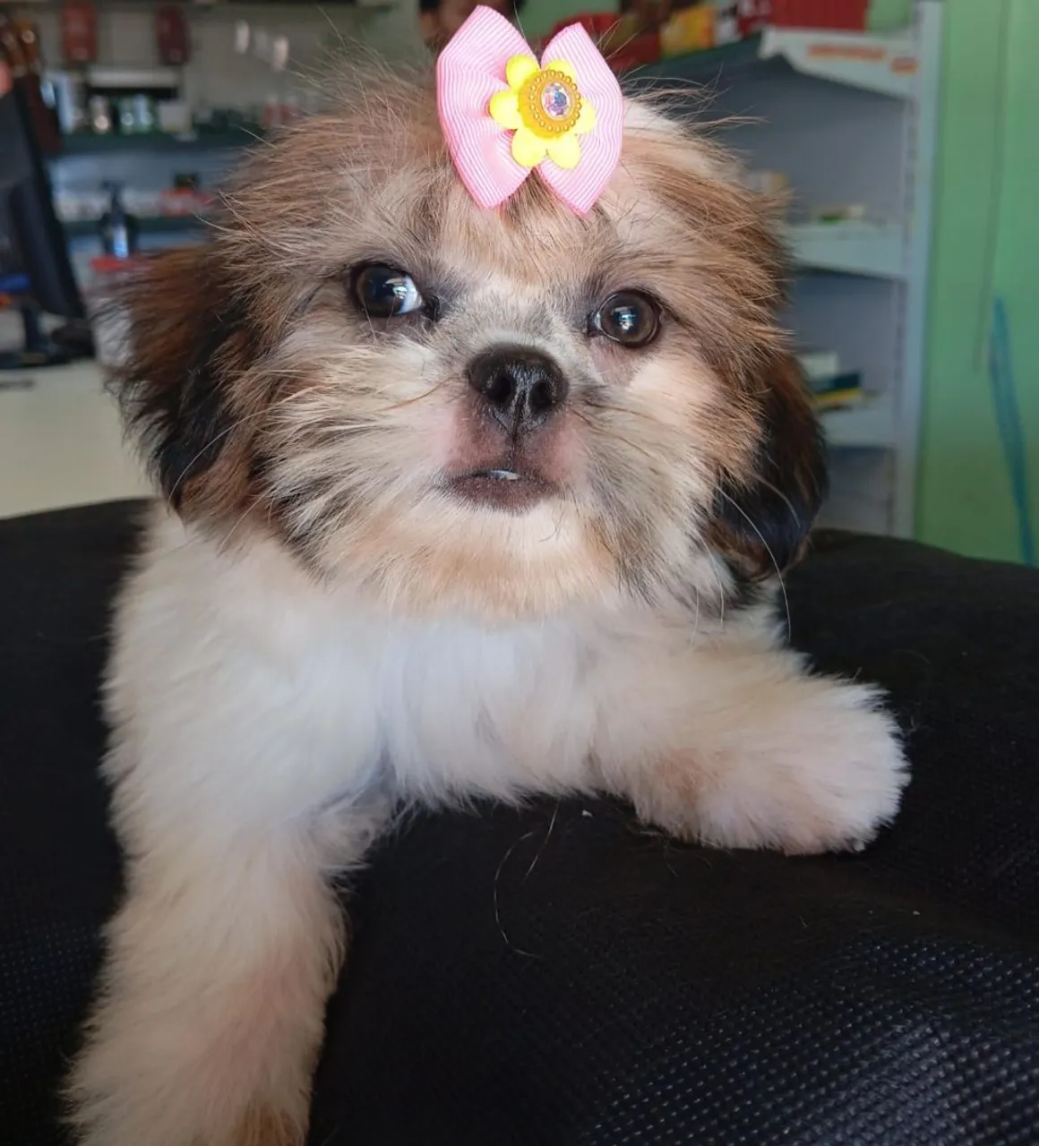 Shih Tzu Filhote Encantador com Laço