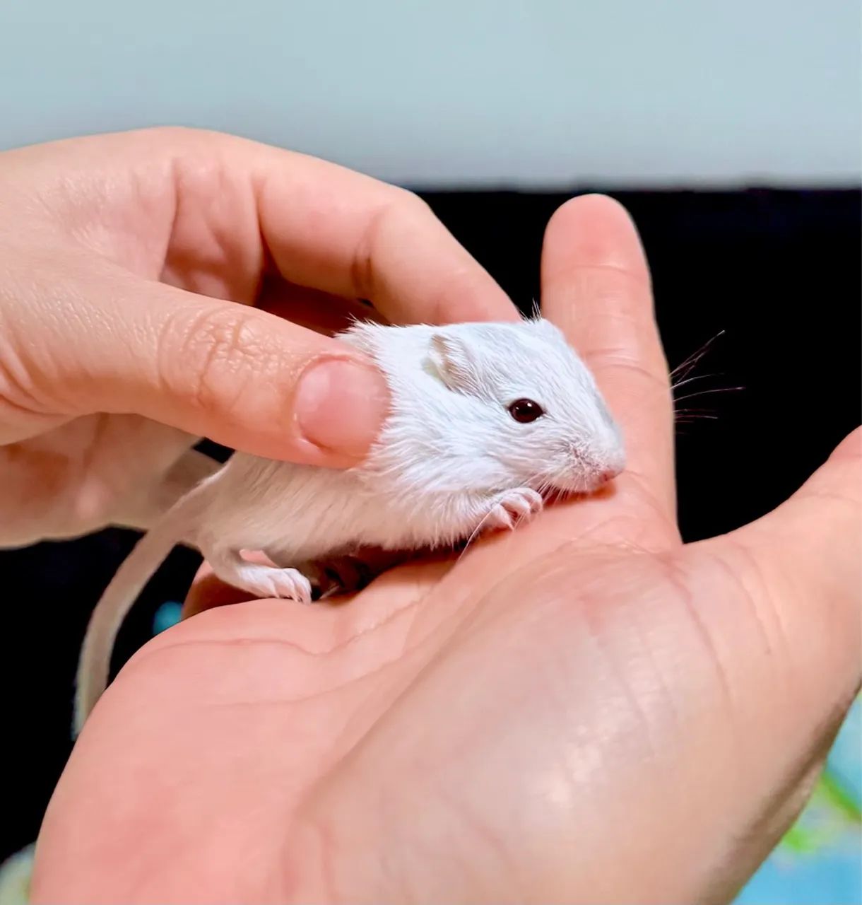 Gerbil - (Esquilo da Mangólia) - Foto 2