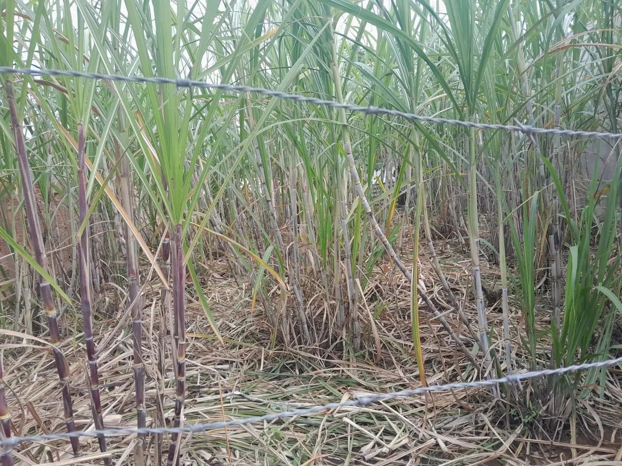 Terreno  - Foto 2