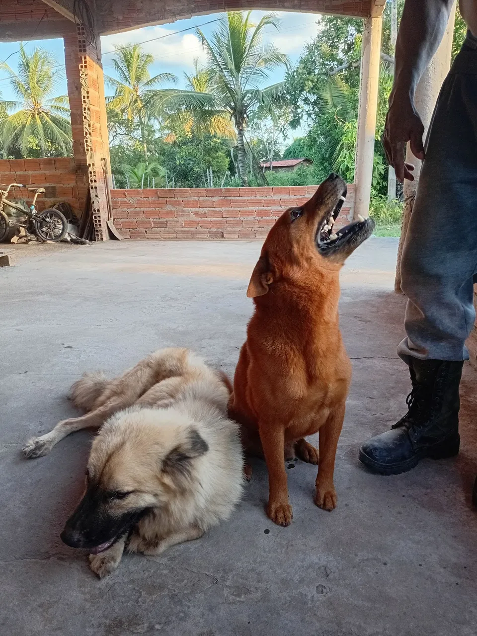 Lidos filhotes de chow-chow, Leais e dóceis.