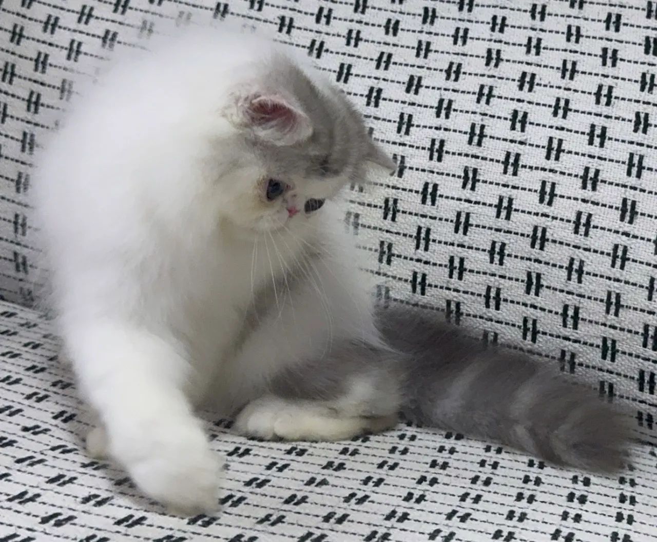 Gato persa com pedigree  - Foto 6