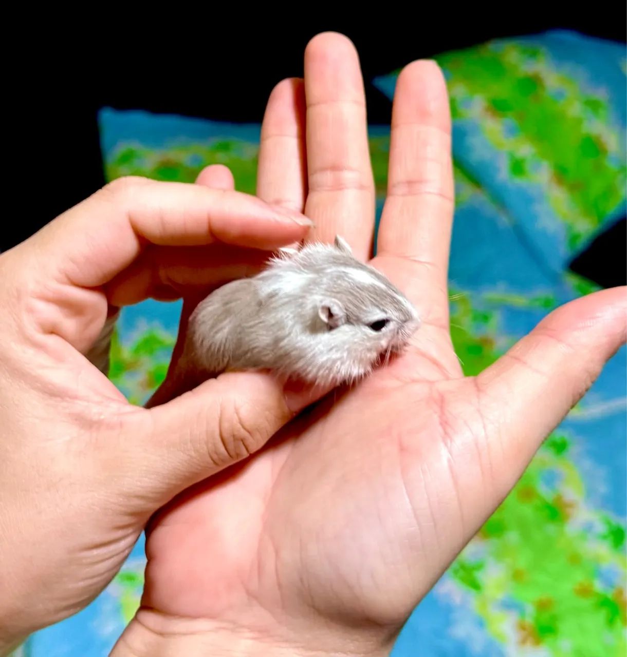 Gerbil - (Esquilo da Mangólia) - Foto 3