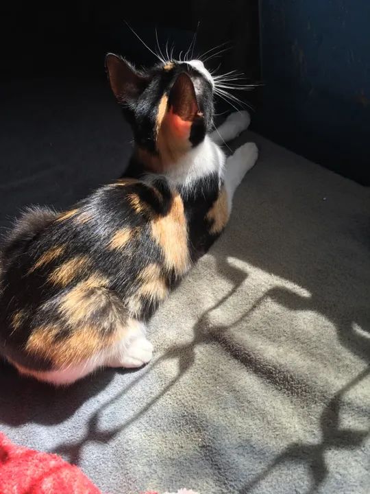 Gatinha tricolor disponível para adoção - Foto 2