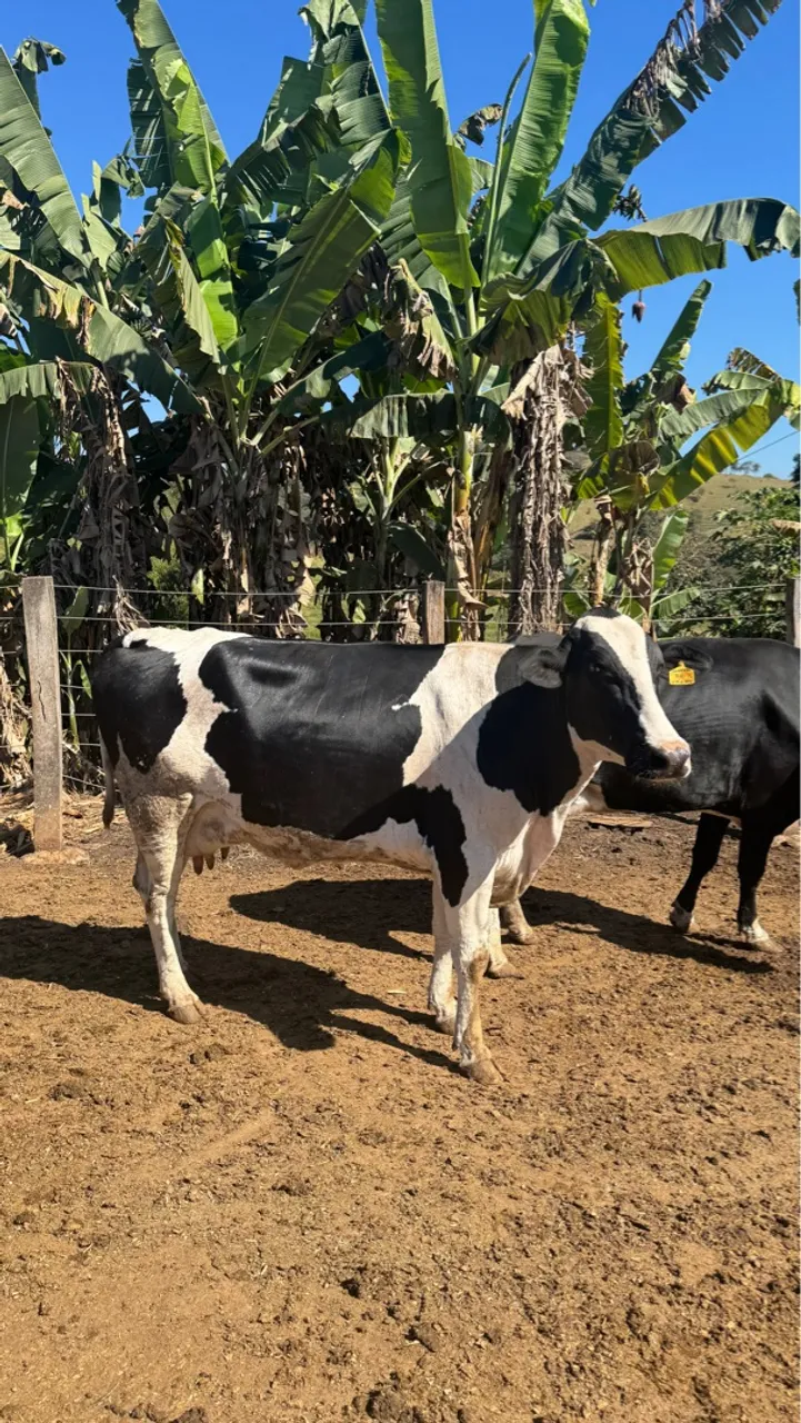 Vaca para descarte