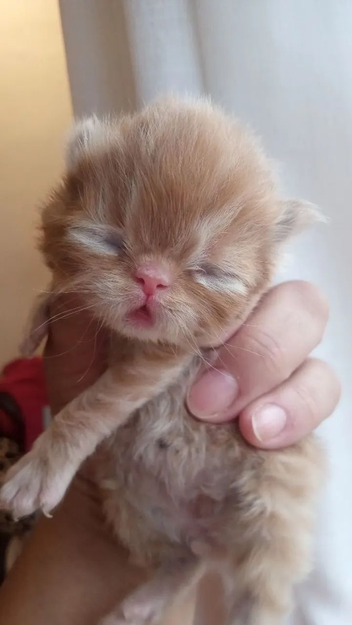 Lindos bebes - Foto 3