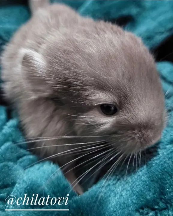Chinchila - Filhotes - PROMOÇÃO DE VERÃO - Foto 4