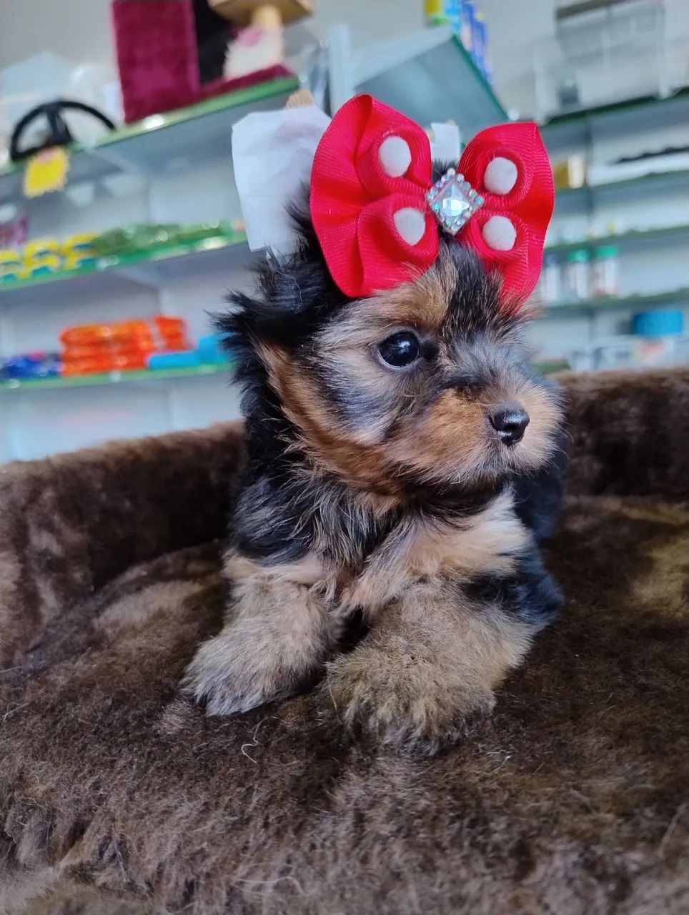 Yorkshire Terrier Fêmea - Foto 2