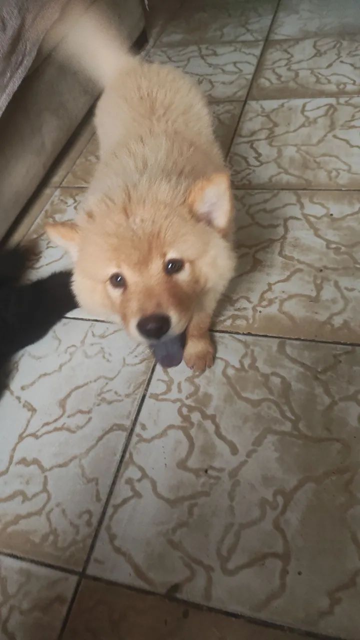 Ainda tenho Chow Chow ! - Foto 4