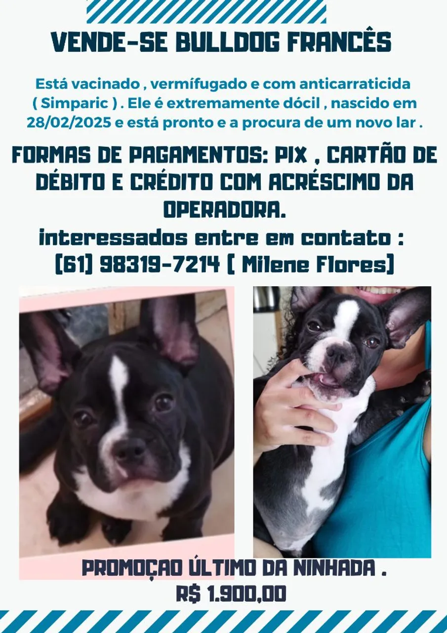 Bulldog Francês para venda