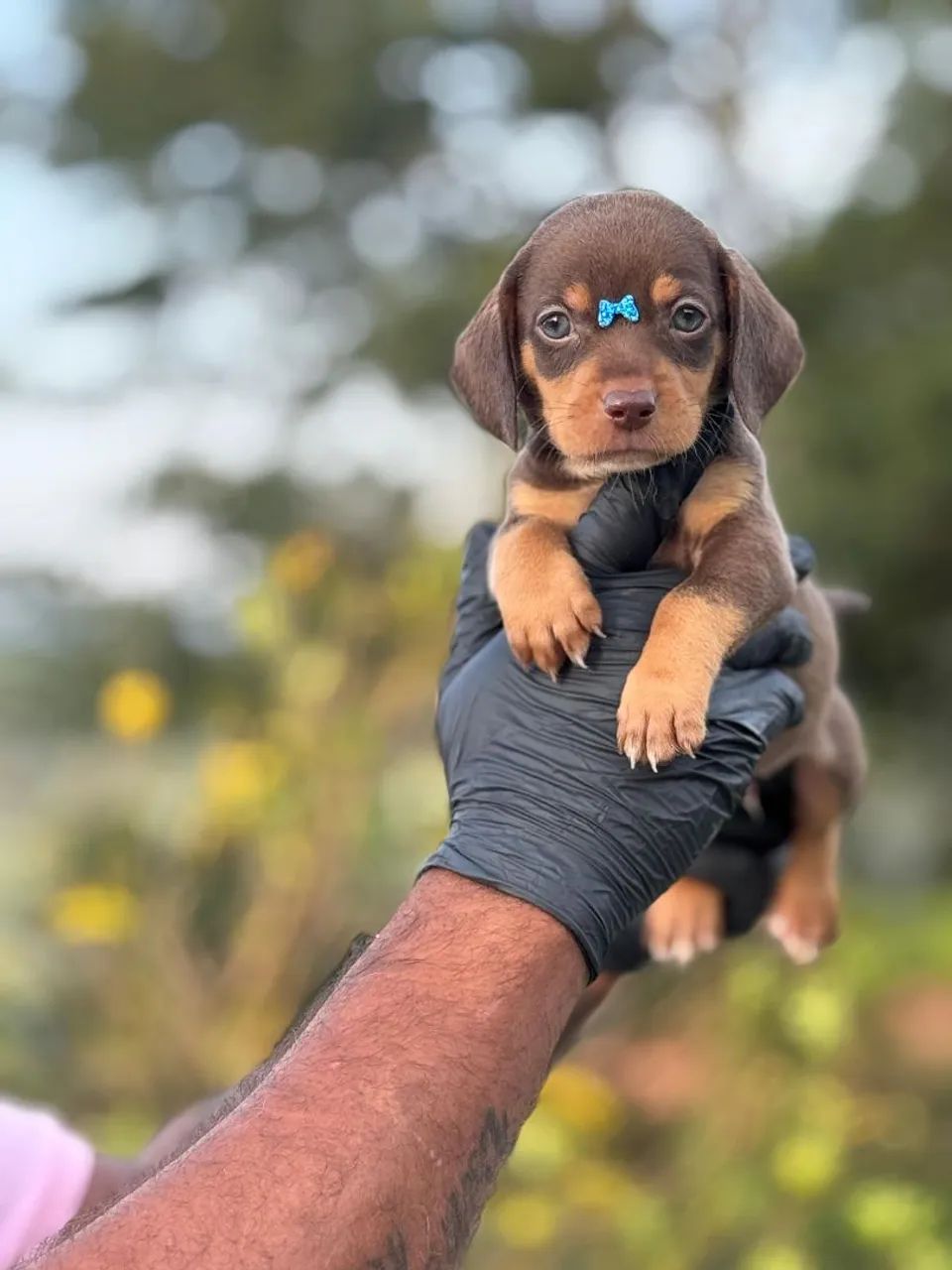  Dachshund Fêmea e macho a pronta entrega!