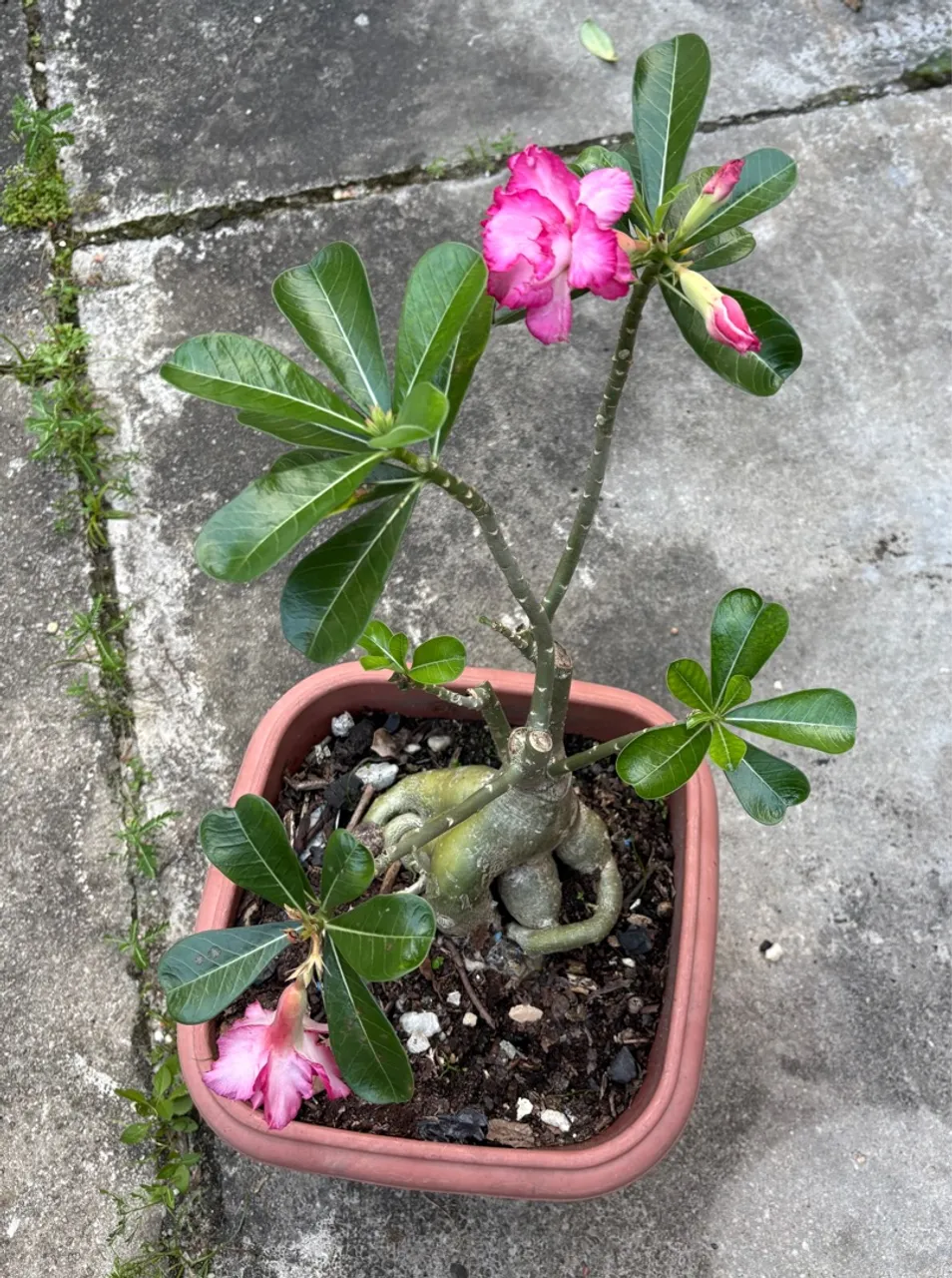Rosa do Deserto Florida - Linda e Exótica!
