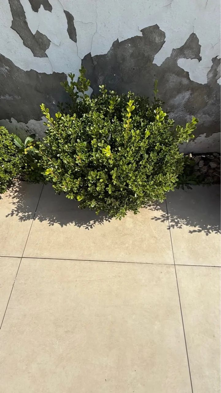 Arbusto Ornamental - Foto 4