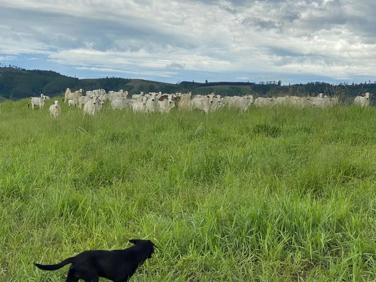 Fazenda  - Foto 5