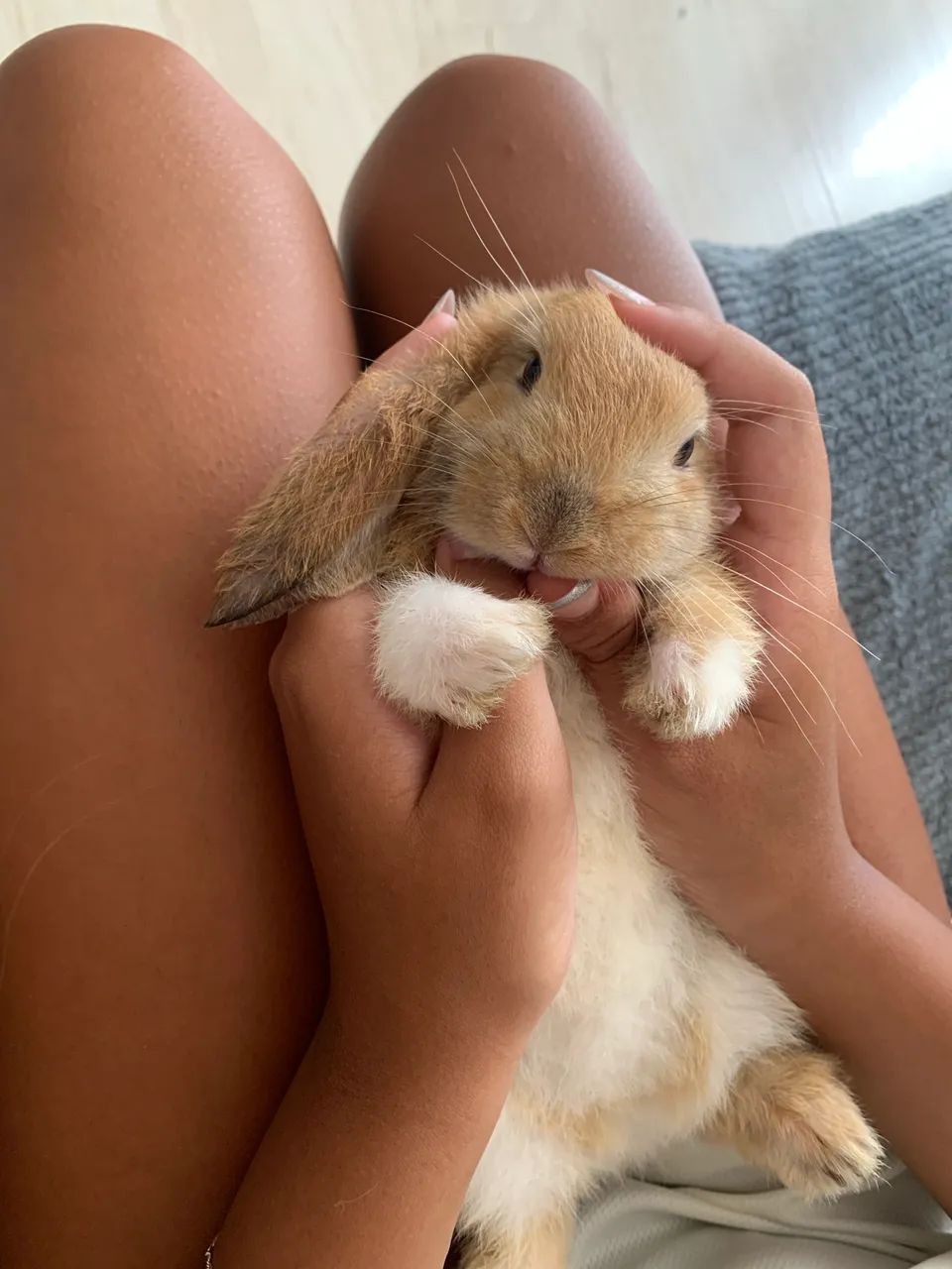 Coelho Mini Lop  - Foto 2