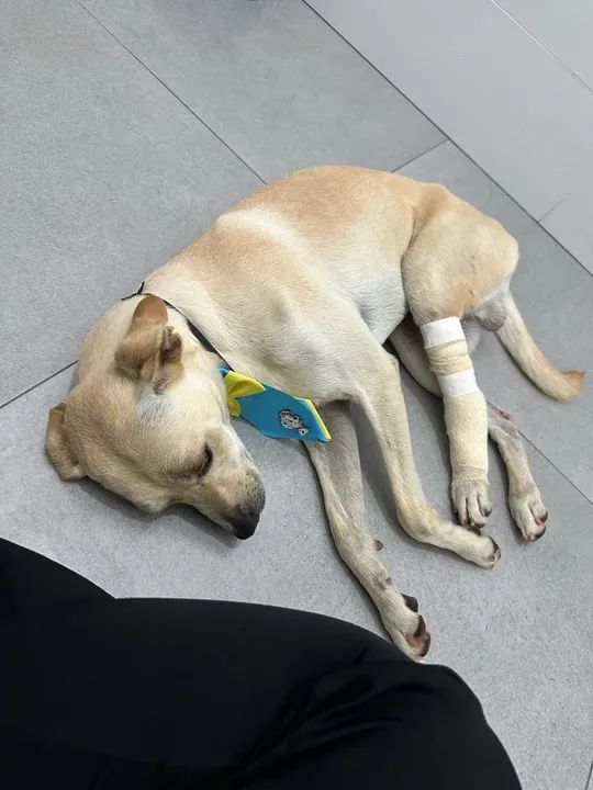 Adoção Responsável de cachorro resgatado de atropelamento. - Foto 2