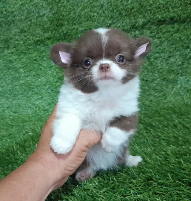 Chihuahua o menor cão do mundo!