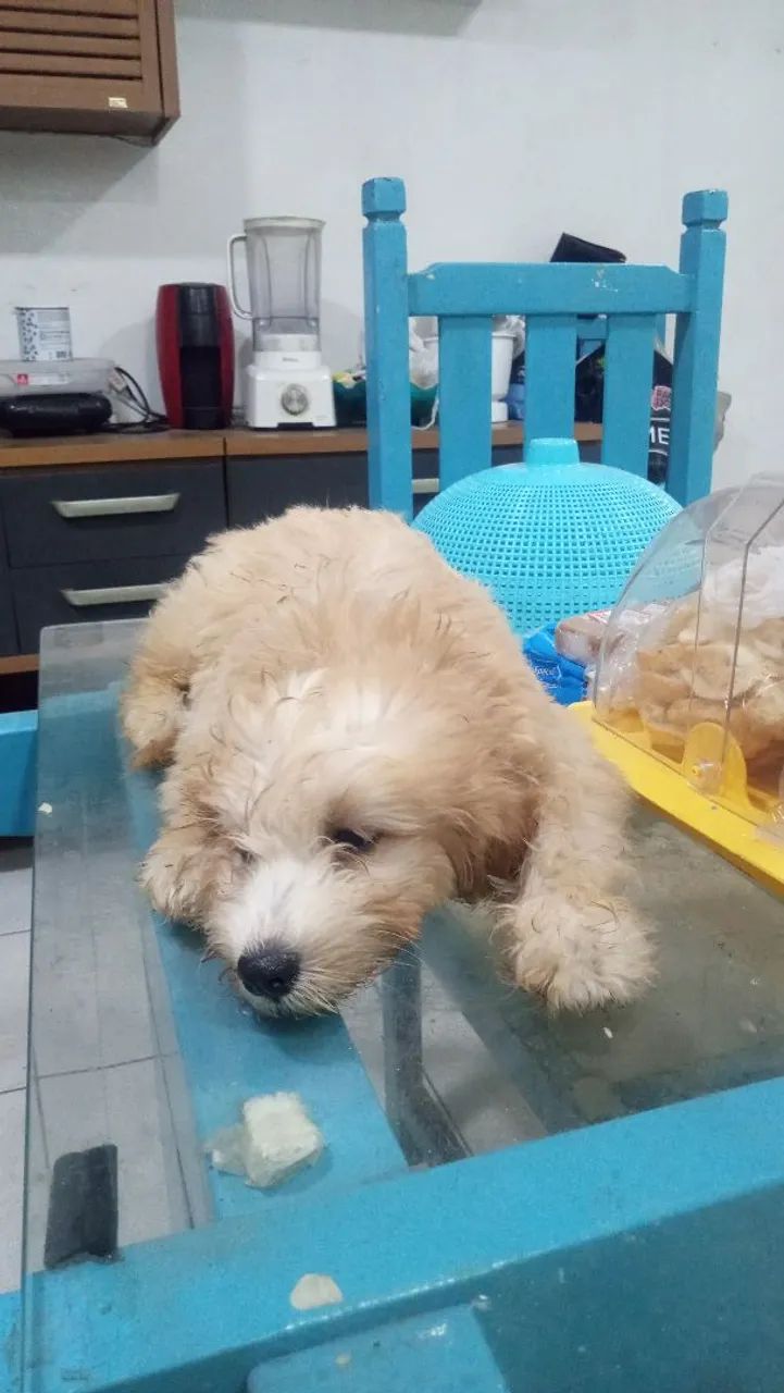 Cachorro poodle pra vender