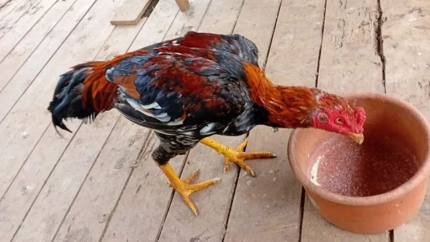 Frango de Raça - Foto 4