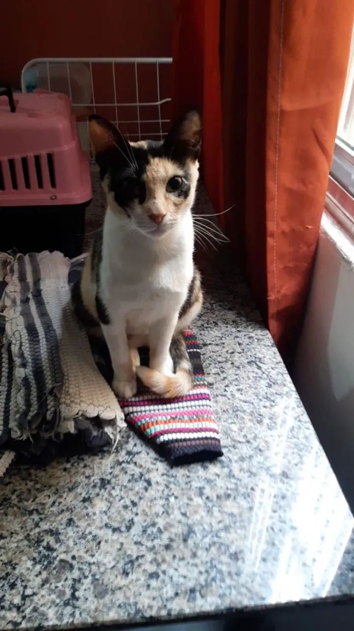 Doação de gata  - Foto 3