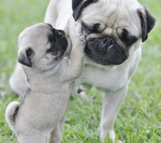 Pug Bolinhas de Energia e Amor!